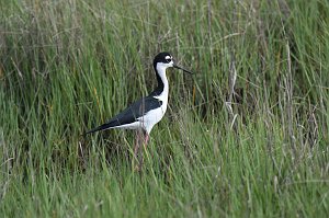 Stilt, Black-necked, 2018-05305101 Chincoteague NWR, VA